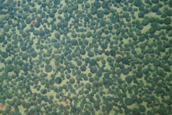 操骚逼内射潮吹流精粉嫩深海锰结核区沉积物微生物代谢适应机制